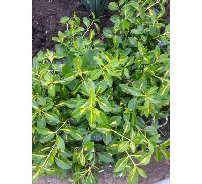 Бересклет , бруслина Форчуна «Сан Спот» (Euonymus  fortunei «Sun Spot»)  